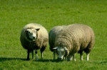 moutons.jpg