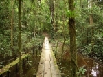 amazonie.jpg