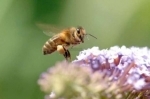 bzz.jpg