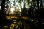 2009_10_27_suede_ecologie_foret.jpg