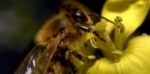 abeille.jpg