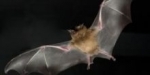 chauve souris.jpg