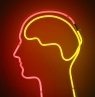 cerveau.jpg