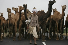 suigam-inde.jpg