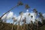 foret.jpg