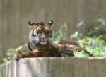 tigre-d-indochine_432.jpg