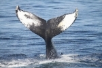 baleines.jpg