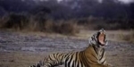 tigre.jpg