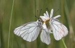papillon.jpg