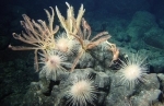 fonds marins.jpg