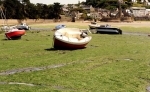 algues-vertes-bretagne_316.jpg