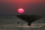 baleine.jpg