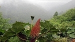 tropical.jpg