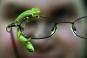 chameleons.jpg