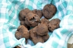 truffe.jpg