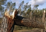 foret_301.jpg