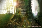 arbre.jpg