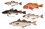 poissons.jpg