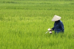 hanoi.jpg