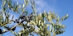 olive.jpg