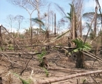 deforestation.jpg