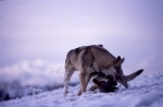 loups.jpg
