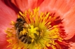 pollen.jpg