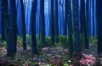 foret.jpg