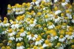 fleurs ville.jpg