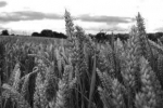 agri.jpg