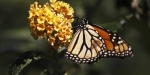 papillon.jpg