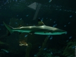 requin.jpg