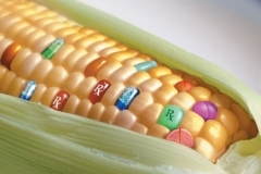 mais-ogm.jpg