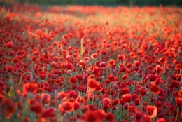 coquelicots.jpg