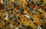 abeille.jpg