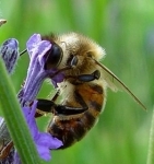 abeille.jpg