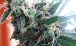 cannabis.jpg