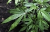 cannabis.jpg