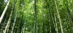 foret_bambou.jpg