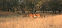 ranthambore.jpg