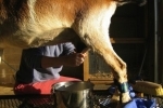 lait.jpg