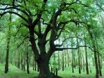forêt.jpg