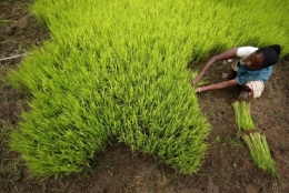 gauhati.jpg