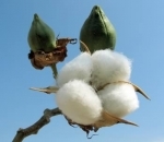 cotton.jpg