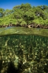 mangrove.jpg