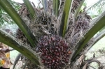 palme.jpg