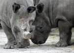 rhino.jpg