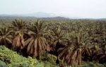 huiledepalme.jpg