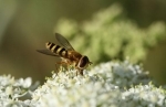 insectes.jpg
