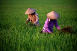 vietnam.jpg